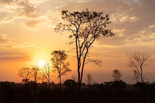 &Aacute;rvores e vegeta&ccedil;&atilde;o de cerrado rasteiro em contraluz ao por do sol em Goi&aacute;s, Brasil