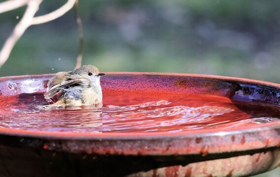 Brown Thornbill (Acanthiza pusilla) bathing, South Australia