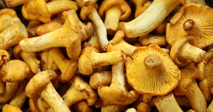 Golden chanterelle mushrooms in wicker basket, top view