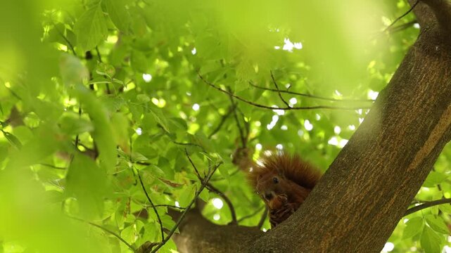 Cute squirrel eating on tree outdoors, low angle view