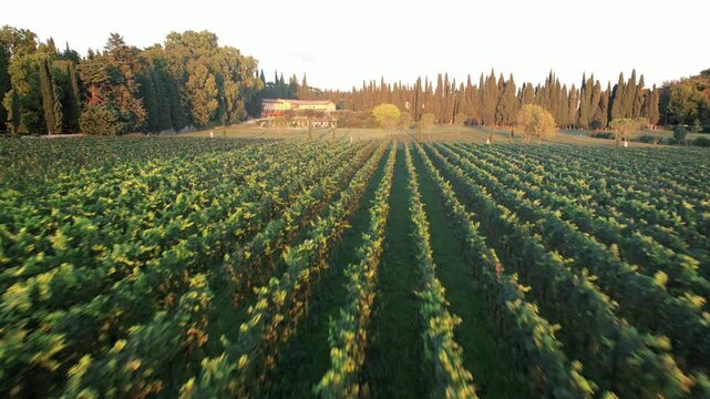 Tranquil aerial perspective showcasing verdant vineyard lines and noble cypress trees surrounding rustic estate