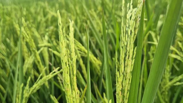 Green Paddy Rice Field Panicles Emerging in Agricultural Farm Video
