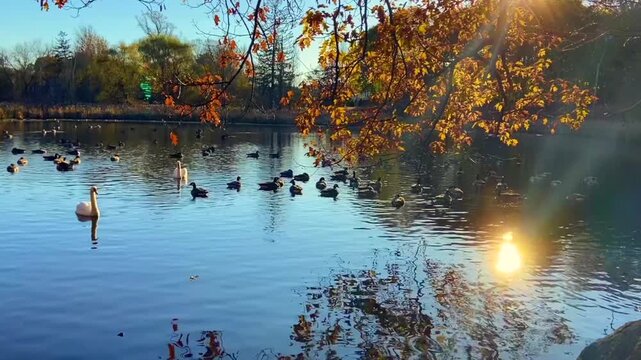 Ducks and Swans on Pond in New England