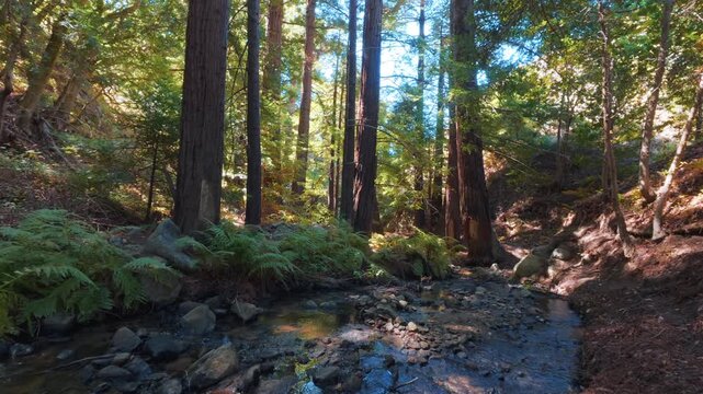 Forest with stream