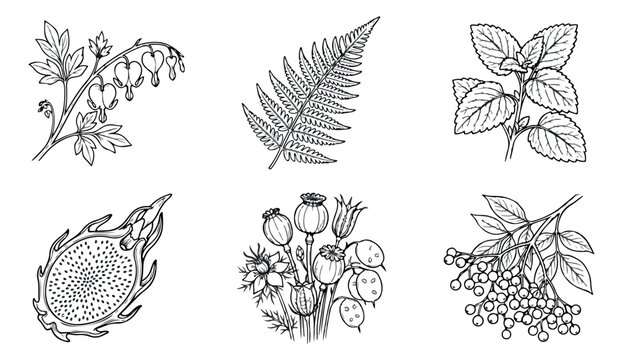 Vintage botanical line art collection, 6 hand drawn floral vector icons, black and white engraved garden plants and herbs