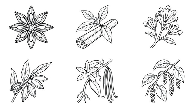 Vintage spice botanical illustrations, set of 6 hand drawn line art icons. Culinary herbs and spices vector collection for packaging.