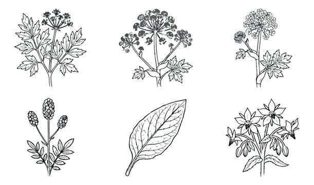 Vintage botanical herb illustrations, set of 6 hand drawn floral vector icons, black and white medicinal plant sketches for packaging