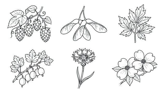 Vintage botanical line art collection, hand drawn floral and leaf sketches, 6 vector plant illustrations for organic branding and packaging