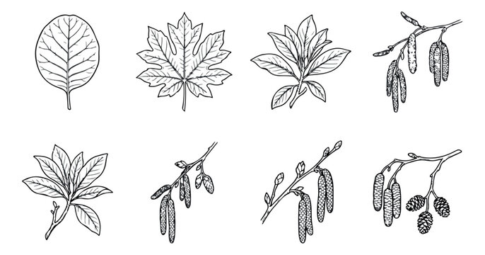 Vintage botanical leaf illustrations, set of 8 hand drawn tree branches and foliage vectors, black and white nature sketches