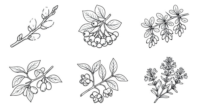 Vintage botanical line art collection, 6 hand drawn berry and herb branches, black and white floral vector sketches for organic packaging
