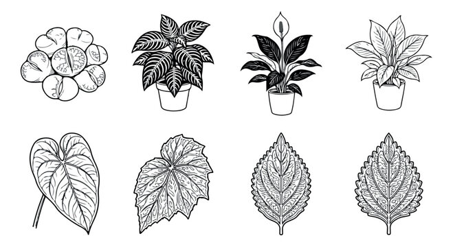 Vintage botanical line art collection, 8 hand drawn houseplant and leaf vector icons, black and white floral sketches for branding
