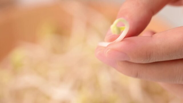 Macro shot of woman's hands removing seed husks and roots from fresh mung bean sprouts, food preparation