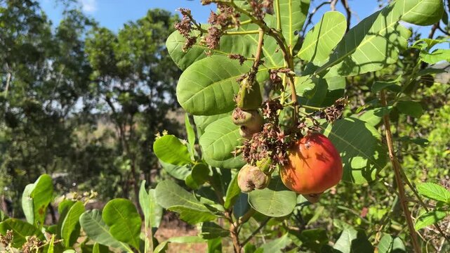 A mature cashew grows among broad green leaves in Wonogiri, Central Java, Indonesia, illustrating tropical cultivation, village agriculture, and local farming livelihoods during the dry season.