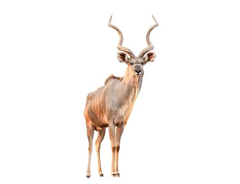 Greater Kudu Antelope Standing Profile View Isolated on White
