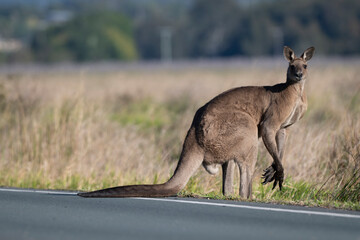 Kangaroo stands alert beside a road © Travis