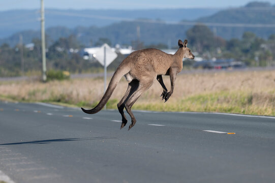 Red kangaroo leaps mid-air across paved road