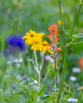 Indian paintbrush wildflower blooming in summer meadow