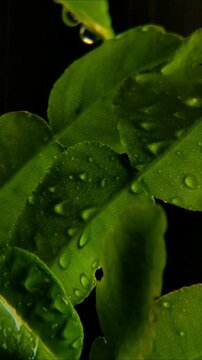 Luminous rain drops resting on textured dark green makrut lime leaves Vertical Video 24fps