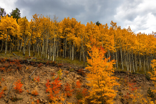 Golden aspen trees covering mountain slope in autumn