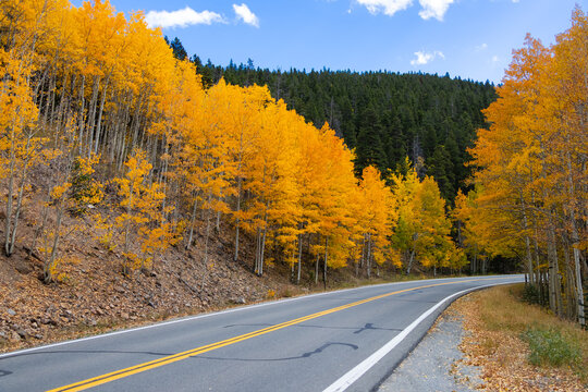 Aspen trees lining winding mountain road in autumn