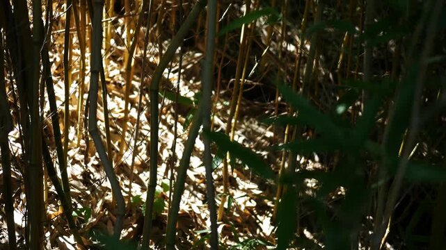 Bamboo in Jungle with Morning Light - Perfect Documentary Shot