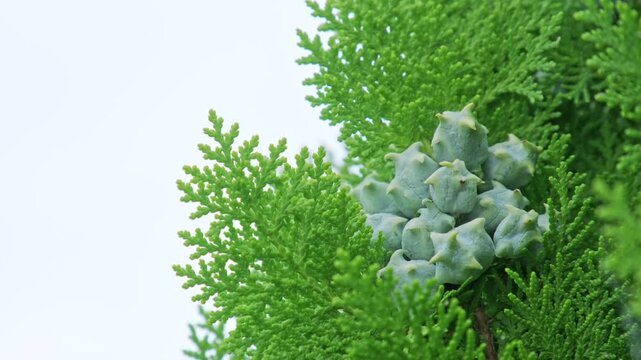 コノテガシワの葉と球果