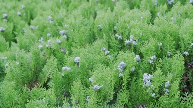 コノテガシワの葉と球果