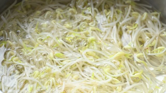 Close-up of mung bean sprouts boiling in a pot of hot water, food preparation for cooking