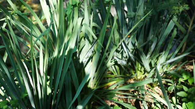 Cinematic Jurassic Plants in Prehistoric Wilderness