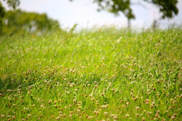 一面の緑の雑草 © SA