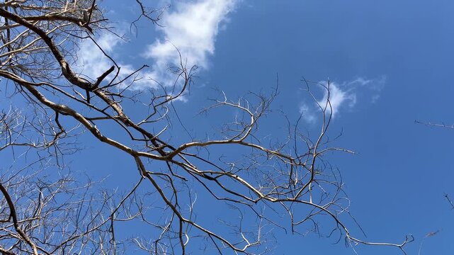 Leafless teak limbs frame a vivid blue overhead during early hours of the peak dry period in rural Indonesia, creating a calm cinematic view of seasonal vegetation.