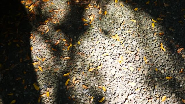 Documentary Filler Shot - Autumn Leaves on Concrete Sidewalk