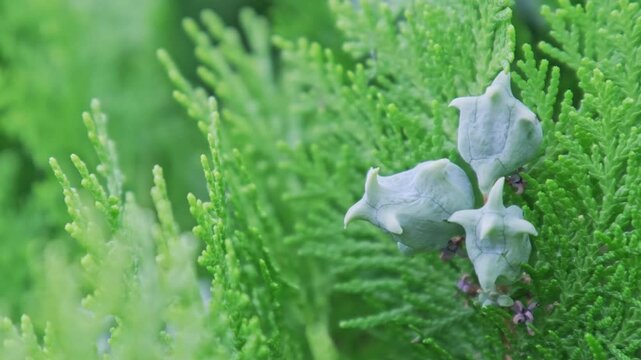コノテガシワの葉と球果