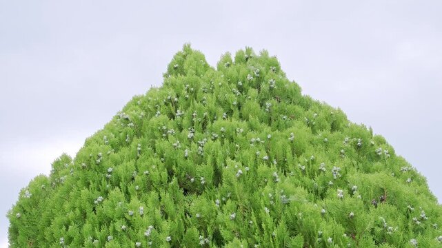 コノテガシワの葉と球果