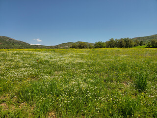 Wildflower meadow blankets rolling hillsides, framed by scattered trees along the horizon beneath a clear spring sky with a single drifting cloud. 📍Daga Shekhan, Marivan, Kurdistan  © Hawraman83