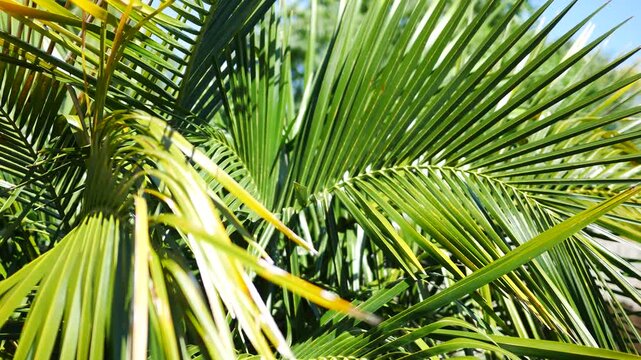 Tropical Palm Fronds in Summer island Paradise