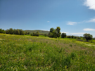 Obraz premium Meadow filled with white wildflowers stretches beneath scattered trees, with distant snow-capped peaks visible under a bright sky with drifting clouds. 📍Daga Shekhan, Marivan, Kurdistan 