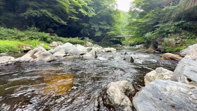 京都・清滝川の美しい清流　緑豊かな山間を流れる渓流の風景