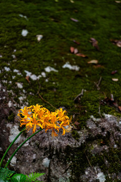 Yellow Lycoris Flowers beside a Moss Covered Rock
