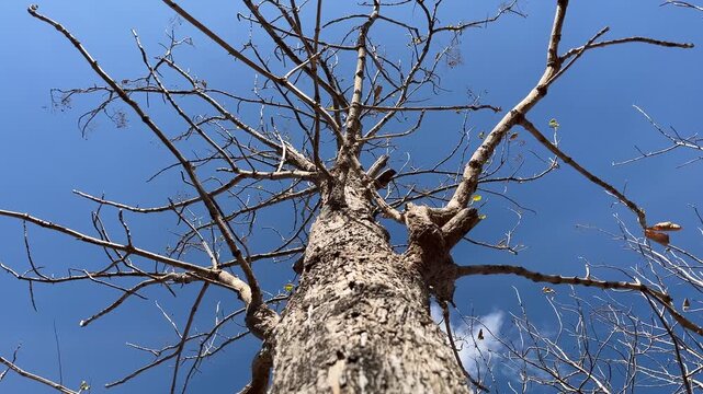 A low-angle camera movement follows a leafless teak trunk upward toward a clear blue morning sky during peak dryness in rural Indonesia.