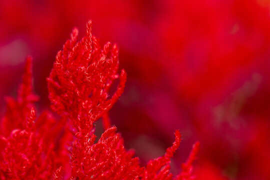 Red Celosia Flower in Vibrant Macro Close Up