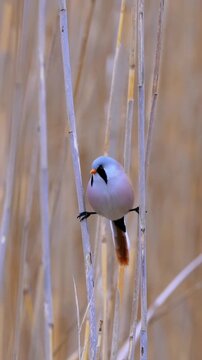 Close up of a beautiful male bearded reedling bird balancing and clinging between two dry reeds in its natural wetland habitat.