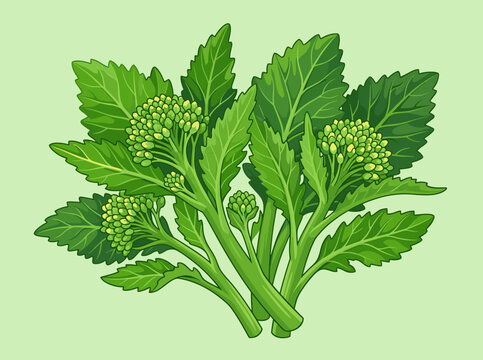 Vector illustration of fresh rapini or broccoli rabe with serrated green leaves and small budding florets. Detailed garden vegetable graphic isolated on a light green background.
