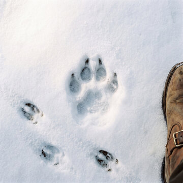 Large cat paw print in snow beside a hiking boot