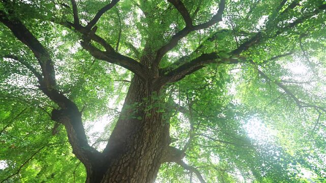 Ancient thousand‑year‑old ginkgo tree inside Shaolin Temple, sunbeams filtering through lush branches, Henan China