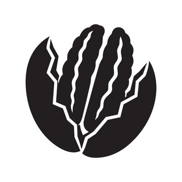 Black and white vector illustration of a cracked pecan nut in open shell
