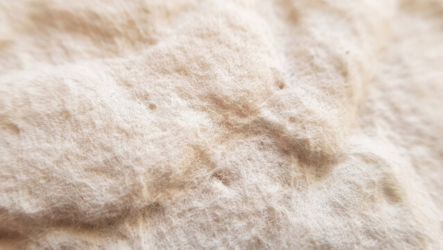 Close up macro texture of soft white raw cotton or wool fibers