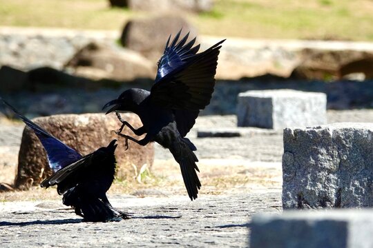 Two crows fighting on the ground in Chiba, Japan