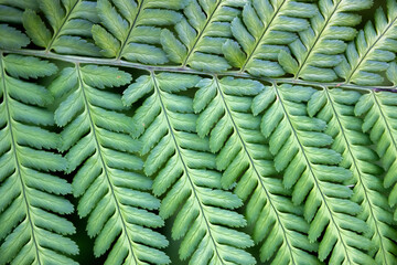 The pattern formed by fern leaves (a fern branch) © Дмитрий Финкель