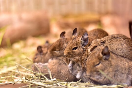 A group of adorable degus huddling together in warm sunlight in Tokyo, Japan